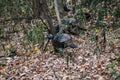 Wild blue head female turkey Royalty Free Stock Photo