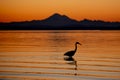 The wild Blue heron of Oak Bay Beach at Sunrise Royalty Free Stock Photo
