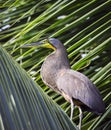 Wild blue heron sits on the leaves of palm tree on the banks of tropical river Royalty Free Stock Photo