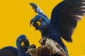 Wild blue hyacinth macaw