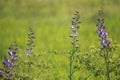 Wild blue indigo wildflower