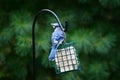 Wild Blue Jay eating from a feeder Royalty Free Stock Photo