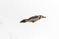 Blue Jay flying through the sky Royalty Free Stock Photo