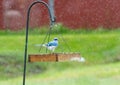 Bluejay standing on birdfeeder in rain Royalty Free Stock Photo