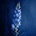 Wild Blue Larkspur: Minimalistic Surrealism In Dramatic Lighting Royalty Free Stock Photo