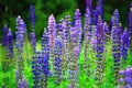 Wild Blue Lupine Flower Field Royalty Free Stock Photo