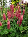 Wild blue lupines Royalty Free Stock Photo