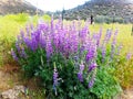 Wild Blue Lupines Royalty Free Stock Photo