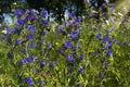wild blue  meadow  flowers   in forest floral sun light beams gardening background Royalty Free Stock Photo