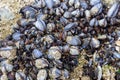 Wild blue mussels, Mytilus edulis, on the rocks in Cornwall, UK Royalty Free Stock Photo