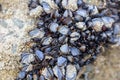 Wild blue mussels, Mytilus edulis, on the rocks in Cornwall, UK Royalty Free Stock Photo