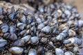 Wild blue mussels, Mytilus edulis, on the rocks in Cornwall, UK Royalty Free Stock Photo