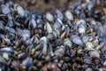 Wild blue mussels, Mytilus edulis, on the rocks in Cornwall, UK Royalty Free Stock Photo