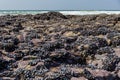 Wild blue mussels, Mytilus edulis, on the rocks in Cornwall, UK Royalty Free Stock Photo