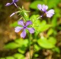 Wild Blue Phlox Wildflowers - Phlox divaricate