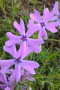 Wild Blue Phlox Royalty Free Stock Photo