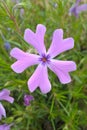 Wild Blue Phlox Royalty Free Stock Photo