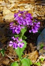 Wild Blue Phlox, Phlox divaricate