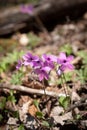 Wild, blue phlox flowers on the forest floor on a sunny spring day.