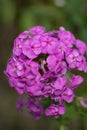 Wild Blue Phlox, Phlox divaricate