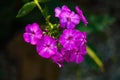 Wild Blue Phlox, Phlox divaricate