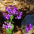 Wild Blue Phlox, Phlox divaricate