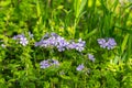 Colony of Wild Blue Phlox Wildflowers, Phlox divaricate