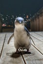 A wild blue pinguin approaching a tourist on a wooden deck