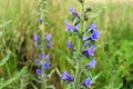 Wild blue plant viper`s bugloss or blueweed in a summer meadow.