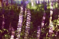 Wild blue-purple lupins field on a sunset. Tall grass meadow, shining sunbeams. Summertime aesthetics