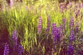 Wild blue-purple lupins field on a sunset. Tall grass meadow, shining sunbeams. Summertime aesthetics