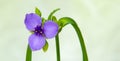 Wild Blue and Purple Spiderwort Flower