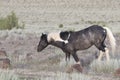 Wild Blue Roan and White Pinto