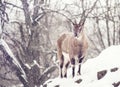 Wild blue sheep Pseudois nayaur under the snow on a cloudy wint Royalty Free Stock Photo