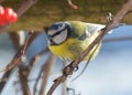 The tit is blue Parus caeruleus on the branch