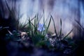 Wild blue violet blooming in forest grass. Viola odorata. Spring flower.