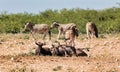 Blue Wildebeest Gnu, Namibia Africa wildlife safari Royalty Free Stock Photo