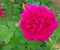 wild blue yonder rose flower on a bush in the garden outdoors in soft sunlight against a background of green leaves Royalty Free Stock Photo