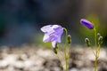 Wild bluebell flowers in the tundra. Violet gentle campanula flower on the natural background. Copy space Royalty Free Stock Photo