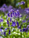 Close up of wild bluebells on the forest floor in spring, photographed at Old Park Wood nature reserve, Harefield, Hillingdon UK. Royalty Free Stock Photo