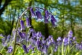 Close up of wild bluebells on the forest floor in spring, photographed at Old Park Wood nature reserve, Harefield, Hillingdon UK. Royalty Free Stock Photo