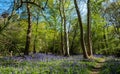 Carpet of wild bluebells on the forest floor in spring, photographed at Old Park Wood nature reserve, Harefield, Hillingdon UK. Royalty Free Stock Photo