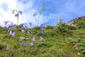 Wild bluebells in the Alps