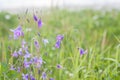 Wild Bluebells field, , countryside view Royalty Free Stock Photo