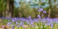 Close up of wild bluebells under the trees, photographed at Pear Wood in Stanmore, Middlesex, UK Royalty Free Stock Photo