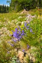 Wild bluebells Royalty Free Stock Photo