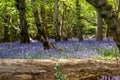 Wild bluebells in the shade of trees, photographed at Pear Wood next to Stanmore Country Park in Stanmore, Middlesex UK Royalty Free Stock Photo