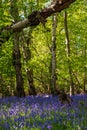 Wild bluebells in the shade of trees, photographed at Pear Wood next to Stanmore Country Park in Stanmore, Middlesex UK Royalty Free Stock Photo