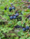 Wild Blueberries