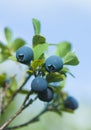 Wild blueberries Royalty Free Stock Photo